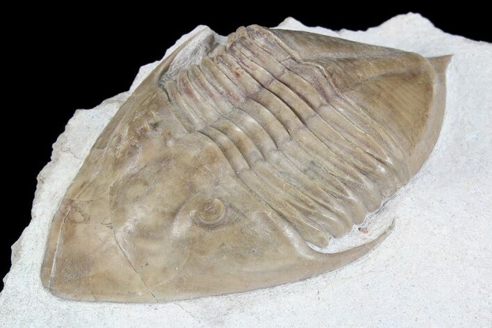 Rare Megistaspidella Trilobite - Russia (Special Price) #74015